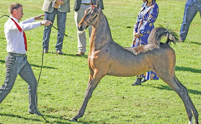 How the SA Saddlebred has built a global reputation