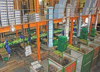 Smart management to revive old banana plantations