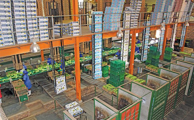 Smart management to revive old banana plantations