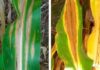 SA boosts fight against Goss’s wilt ahead of 2025/26 maize season