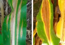 SA boosts fight against Goss’s wilt ahead of 2025/26 maize season