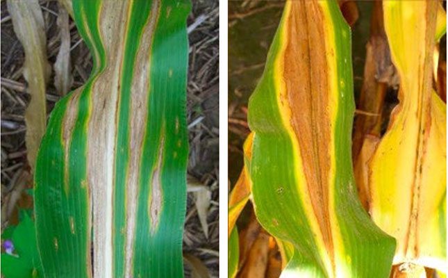 SA boosts fight against Goss’s wilt ahead of 2025/26 maize season