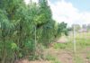 Unlocking the potential of SA’s hemp industry