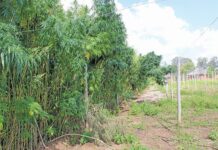 Unlocking the potential of SA’s hemp industry
