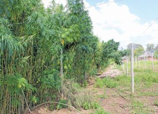 Unlocking the potential of SA’s hemp industry