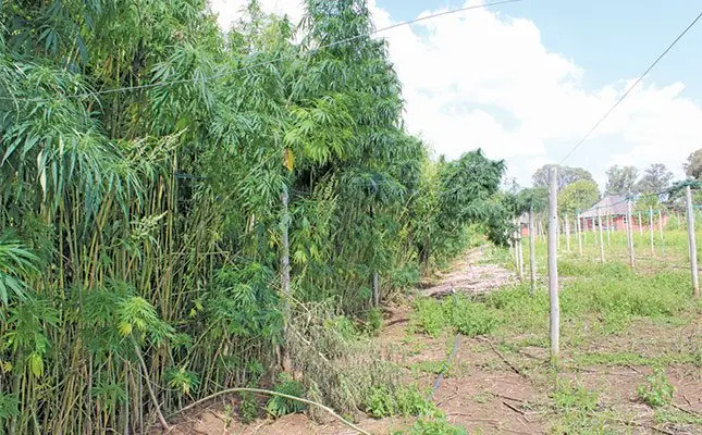 Unlocking the potential of SA’s hemp industry
