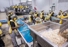Trends that have shaped South Africa’s macadamia industry in 2025