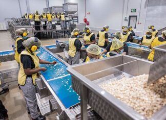 Trends that have shaped South Africa’s macadamia industry in 2025