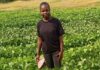 Strategies needed to attract more African agri graduates to farming