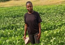 Strategies needed to attract more African agri graduates to farming