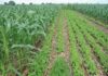 Crop rotation is key in vegetable and crop production