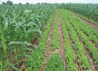 Crop rotation is key in vegetable and crop production