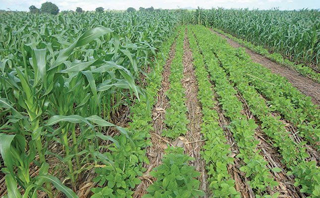 Crop rotation is key in vegetable and crop production