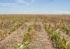 Uninsured and exposed: farmers battle to survive climate losses