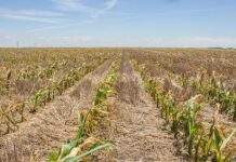 Uninsured and exposed: farmers battle to survive climate losses