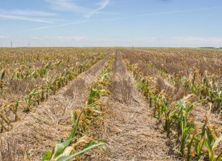 Uninsured and exposed: farmers battle to survive climate losses
