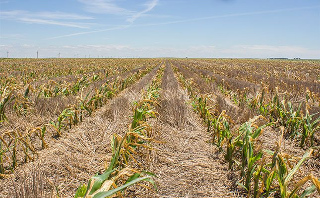 Uninsured and exposed: farmers battle to survive climate losses