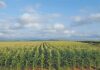 New roadmap to drive growth and transformation in agriculture