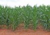 Zimbabwe compensates 85 Europeans who lost farms to land reform