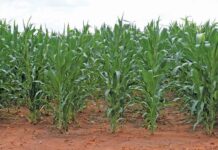 Zimbabwe compensates 85 Europeans who lost farms to land reform