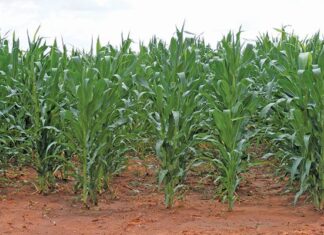 Zimbabwe compensates 85 Europeans who lost farms to land reform