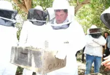 National beekeeping strategy moves forward as SA targets EU