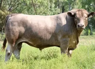 Meet South Africa’s only herd of iconic Murray Grey cattle