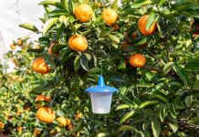 The integrated pest management journey