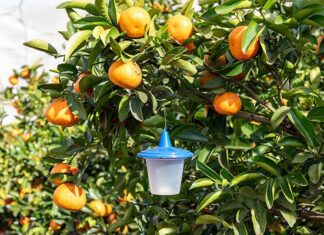 The integrated pest management journey