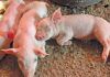 A practical guide to managing pigs through the phases