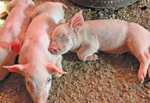 A practical guide to managing pigs through the phases