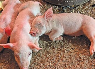 A practical guide to managing pigs through the phases
