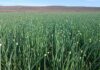 Karoo seed onions perform well on the global market