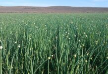 Karoo seed onions perform well on the global market