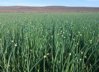 Karoo seed onions perform well on the global market
