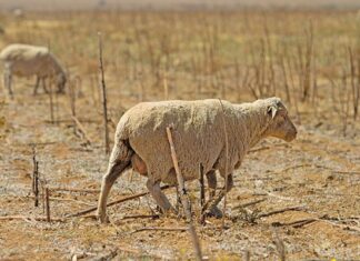 Northern Cape farmers warned on biosecurity as Rift Valley fever hits