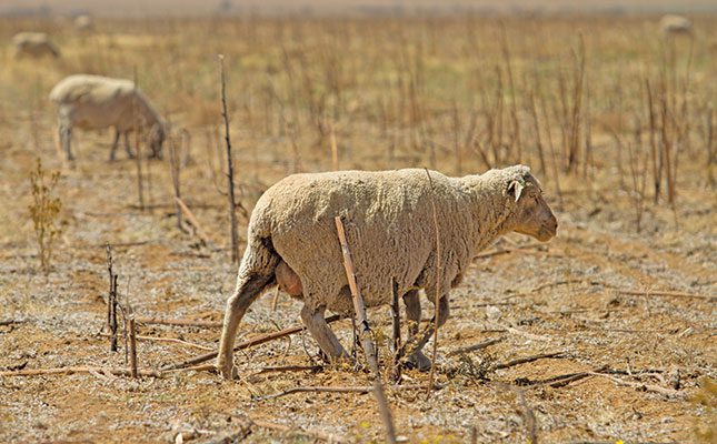 Northern Cape farmers warned on biosecurity as Rift Valley fever hits