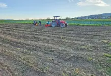 Veggie farmer proves success is possible on communal land Thulani Magida planting cabbage by tractor