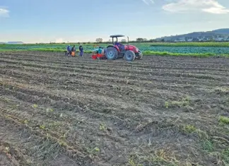 Veggie farmer proves success is possible on communal land Thulani Magida planting cabbage by tractor