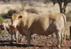 Desert cattle operation reaps rewards of regenerative agriculture tuli cow