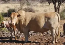 Desert cattle operation reaps rewards of regenerative agriculture tuli cow