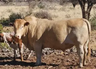 Desert cattle operation reaps rewards of regenerative agriculture