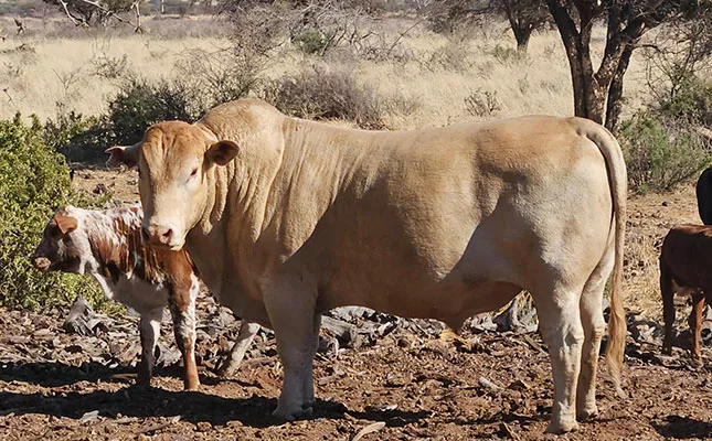 Desert cattle operation reaps rewards of regenerative agriculture tuli cow