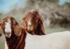 Why our locally bred goats are gaining global popularity Boer goats