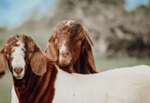 Why our locally bred goats are gaining global popularity Boer goats