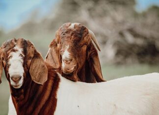 Why our locally bred goats are gaining global popularity Boer goats