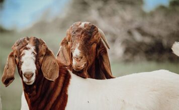 Why our locally bred goats are gaining global popularity Boer goats