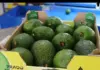 Global demand for avocados shifts SA’s fruit export game south african avocados for export