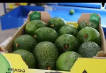 Global demand for avocados shifts SA’s fruit export game south african avocados for export