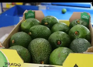 Global demand for avocados shifts SA’s fruit export game south african avocados for export